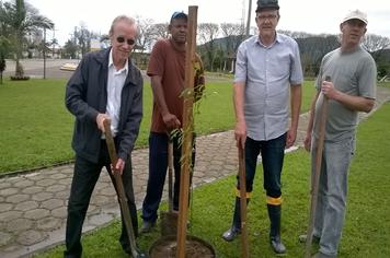 Equipe da Secretaria de Obras dá sequência ao plantio de árvores na cidade
