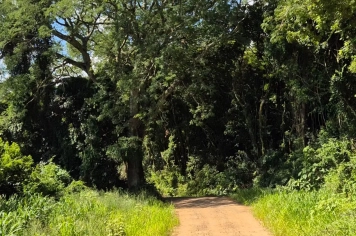 Foto - Imagens de Paraíso do Sul