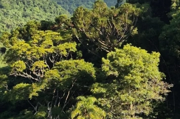 Foto - Imagens de Paraíso do Sul