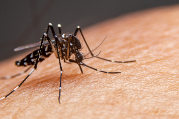 Confirmado o primeiro caso de dengue deste ano em Paraíso do Sul 