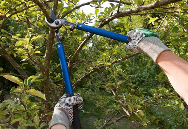 Prefeitura orienta sobre recolhimento de galhos e entulhos em Paraíso do Sul