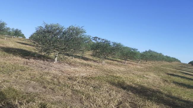 Cultivo de Oliveiras desperta interesse nos agricultores do município